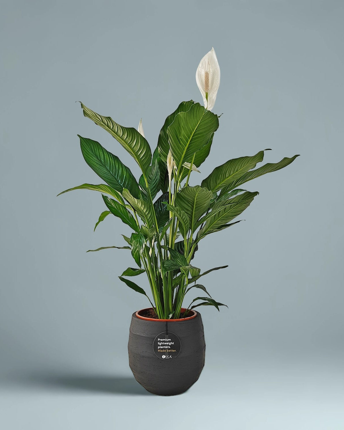 Peace Lily 'Sensation' (Spathiphyllum 'Sensation') | Floor Plant, 80–100 cm - Acacia Garden Center