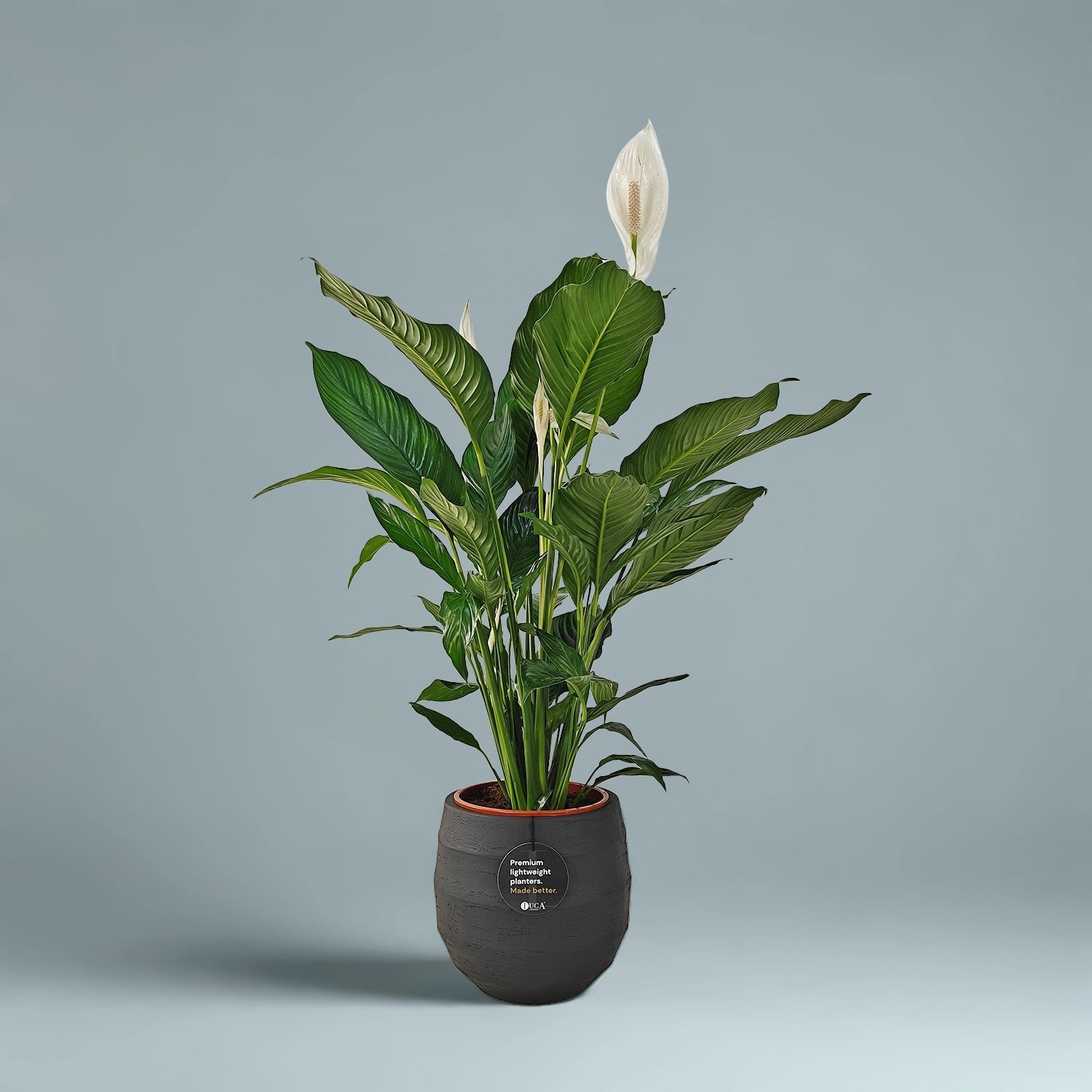 Peace Lily 'Sensation' (Spathiphyllum 'Sensation') | Floor Plant, 80–100 cm - Acacia Garden Center