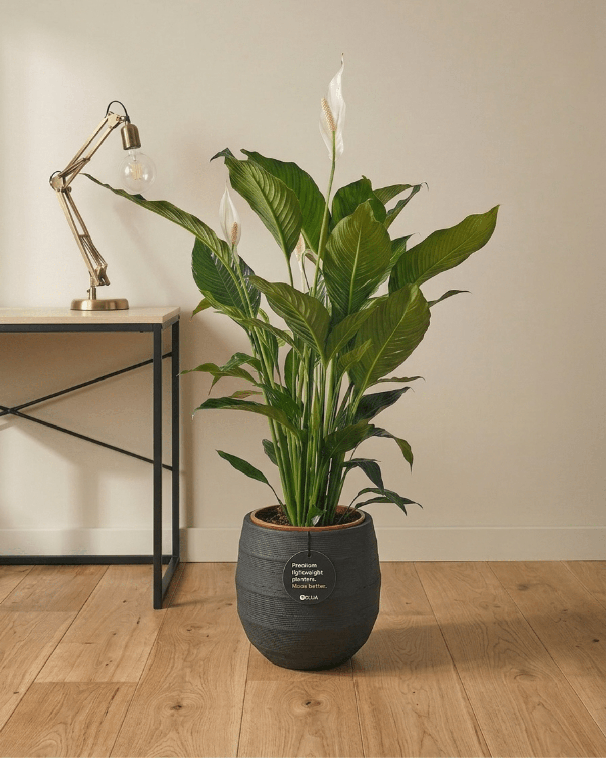 Peace Lily 'Sensation' (Spathiphyllum 'Sensation') | Floor Plant, 80–100 cm - Acacia Garden Center