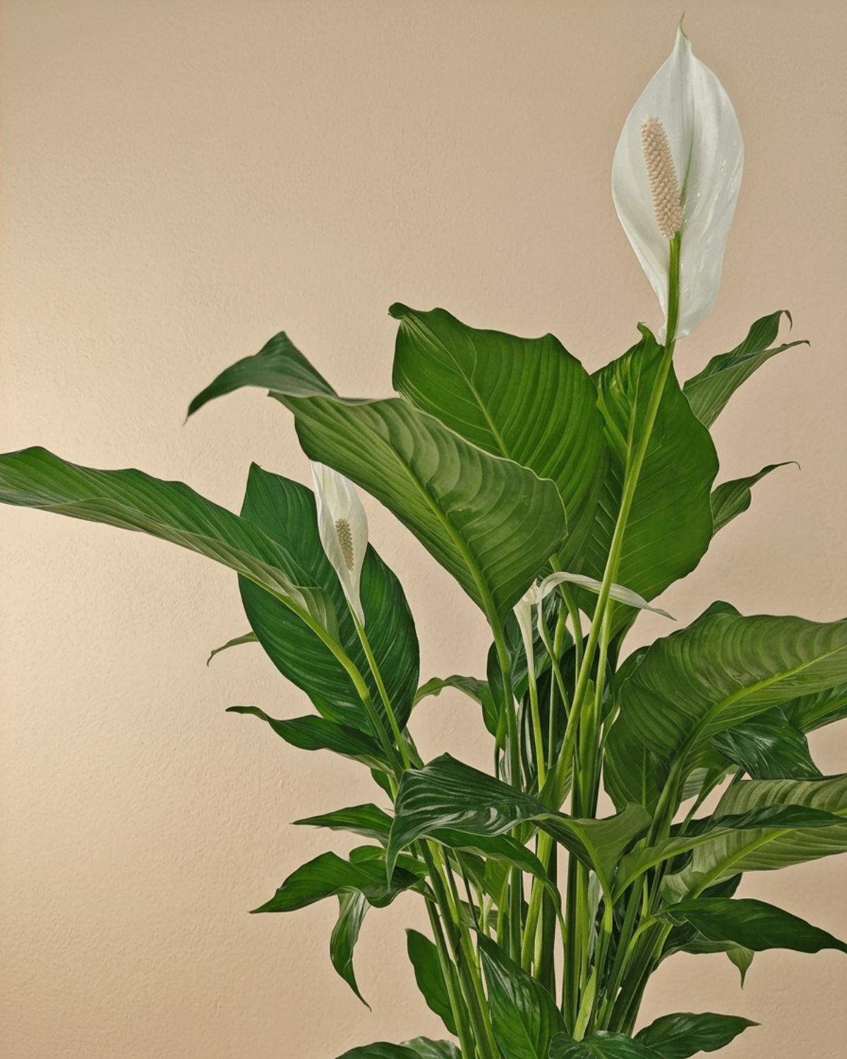Peace Lily 'Sensation' (Spathiphyllum 'Sensation') | Floor Plant, 80–100 cm - Acacia Garden Center