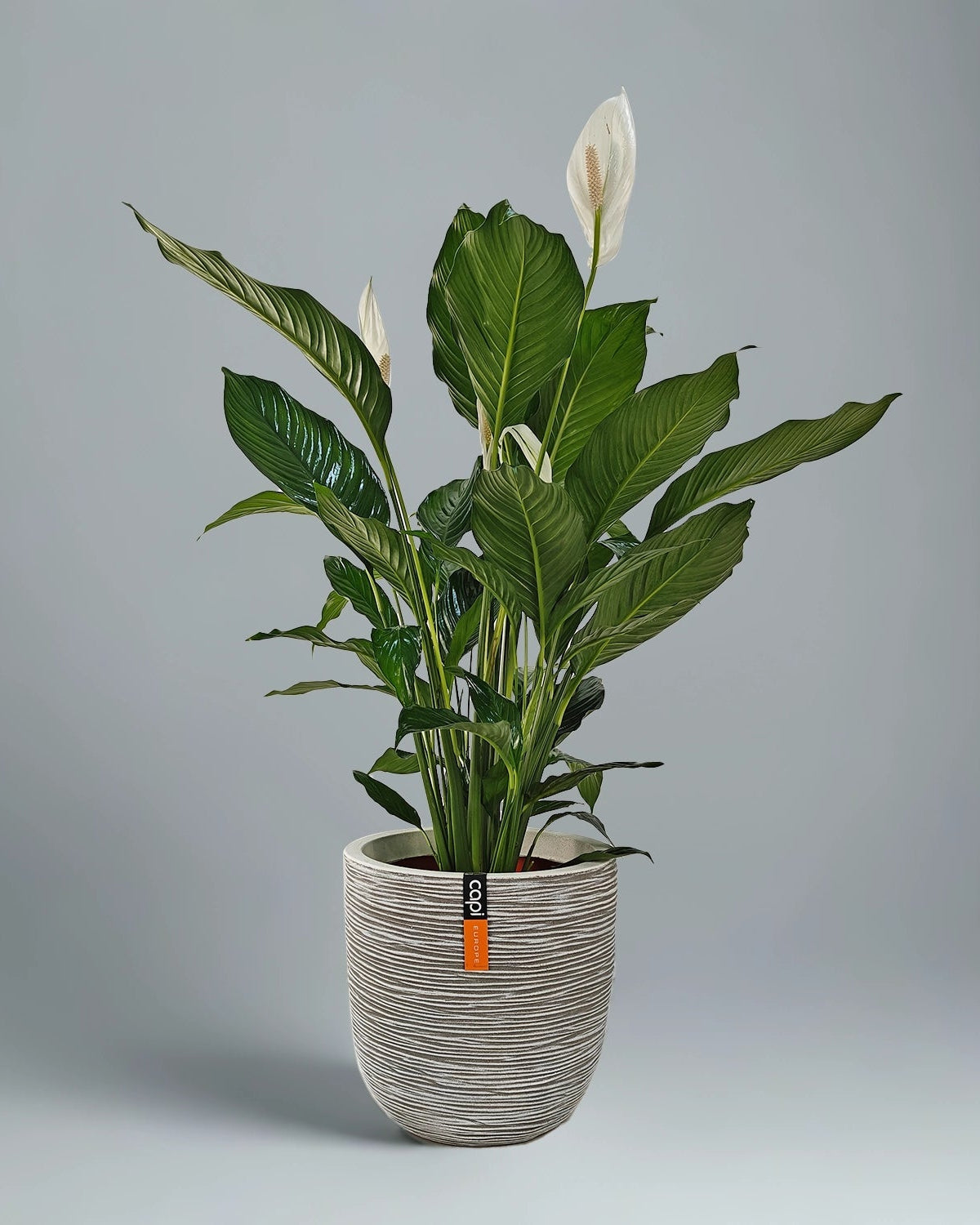 Peace Lily 'Sensation' (Spathiphyllum 'Sensation') | Floor Plant, 80–100 cm - Acacia Garden Center