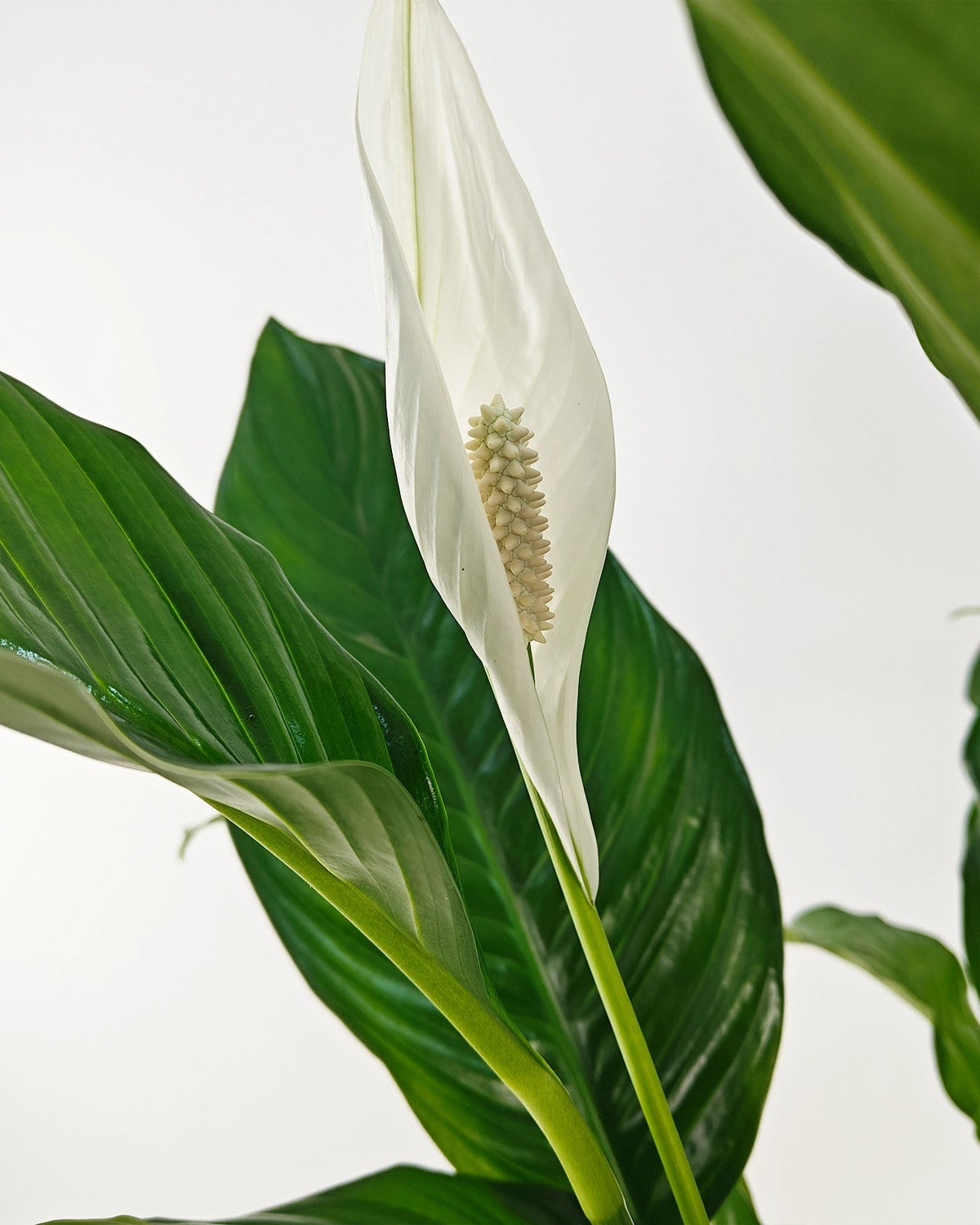 Peace Lily 'Sensation' (Spathiphyllum 'Sensation') | Floor Plant, 80–100 cm - Acacia Garden Center