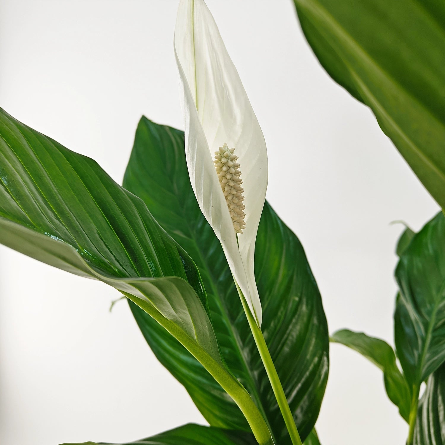 Peace Lily 'Sensation' (Spathiphyllum 'Sensation') | Floor Plant, 80–100 cm - Acacia Garden Center