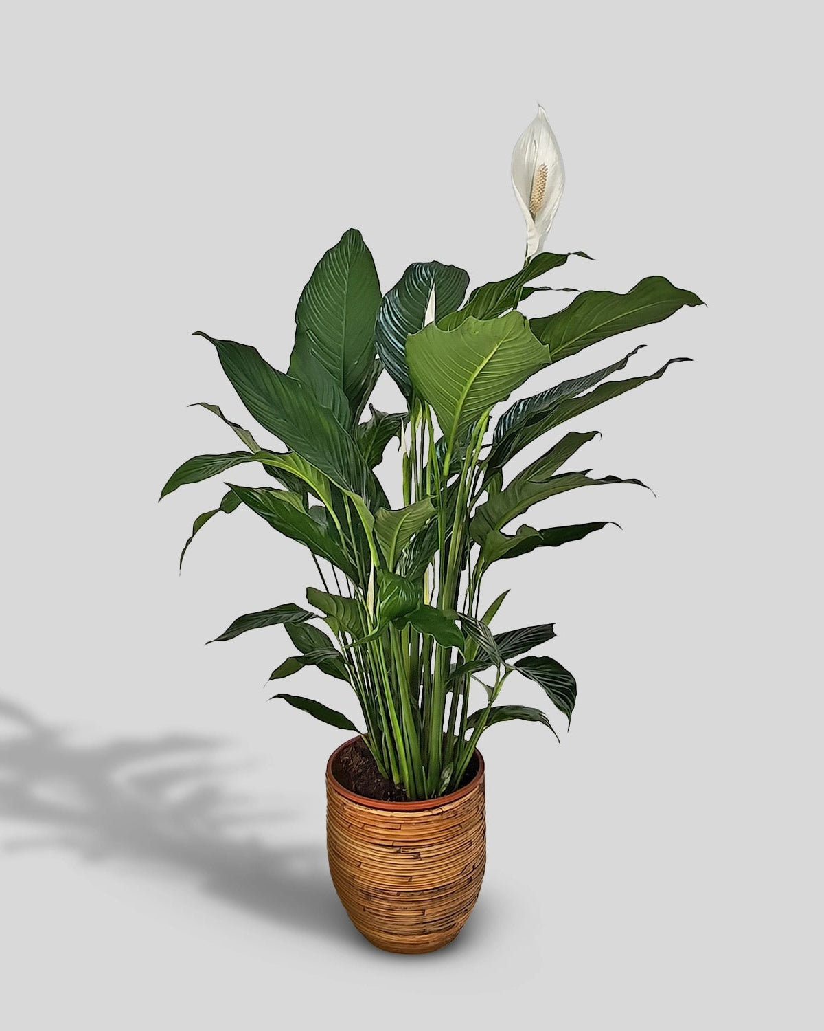 Peace Lily 'Sensation' (Spathiphyllum 'Sensation') | Floor Plant, 80–100 cm - Acacia Garden Center