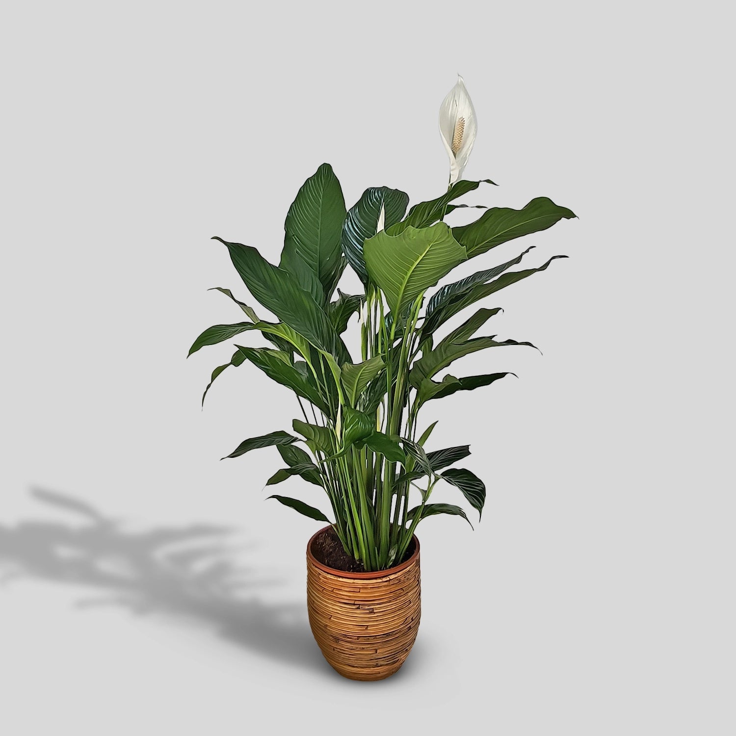 Peace Lily 'Sensation' (Spathiphyllum 'Sensation') | Floor Plant, 80–100 cm - Acacia Garden Center