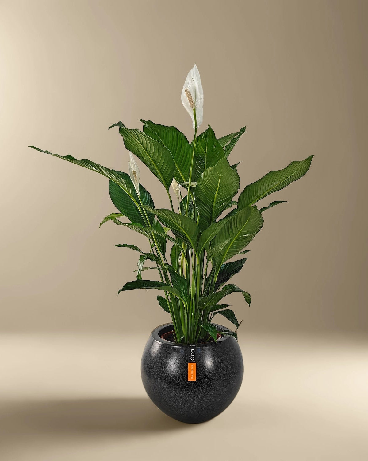 Peace Lily 'Sensation' (Spathiphyllum 'Sensation') | Floor Plant, 80–100 cm - Acacia Garden Center