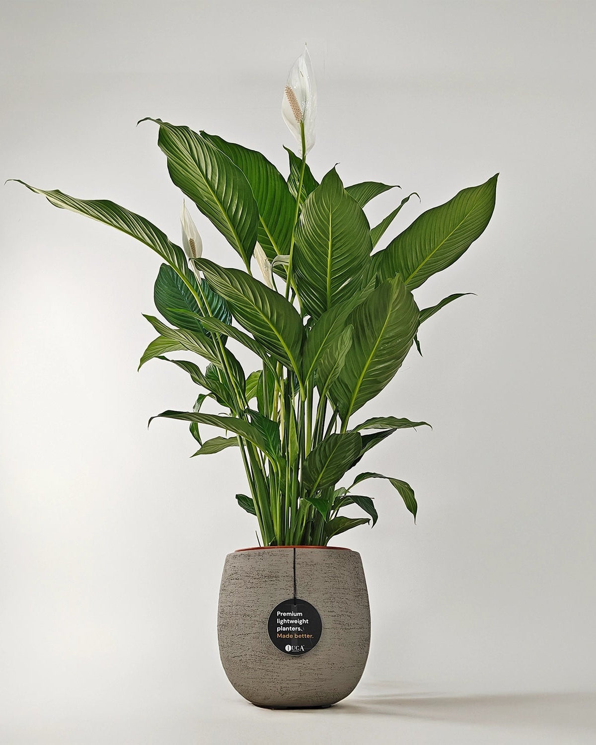 Peace Lily 'Sensation' (Spathiphyllum 'Sensation') | Floor Plant, 80–100 cm - Acacia Garden Center
