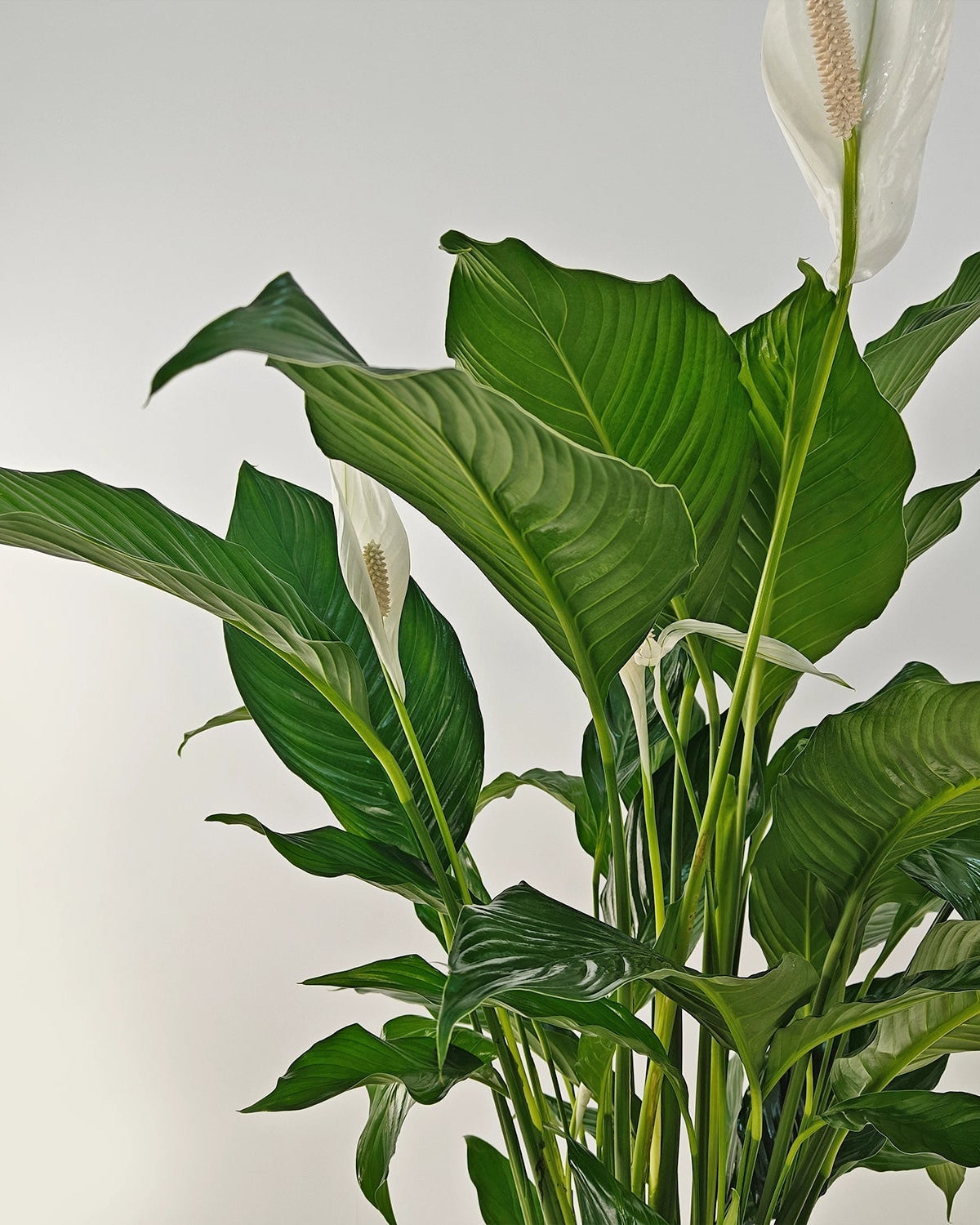 Peace Lily 'Sensation' (Spathiphyllum 'Sensation') | Floor Plant, 80–100 cm - Acacia Garden Center