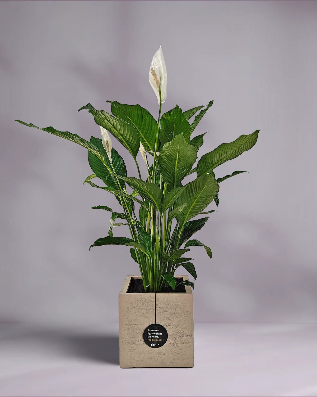 Peace Lily 'Sensation' (Spathiphyllum 'Sensation') | Floor Plant, 80–100 cm - Acacia Garden Center