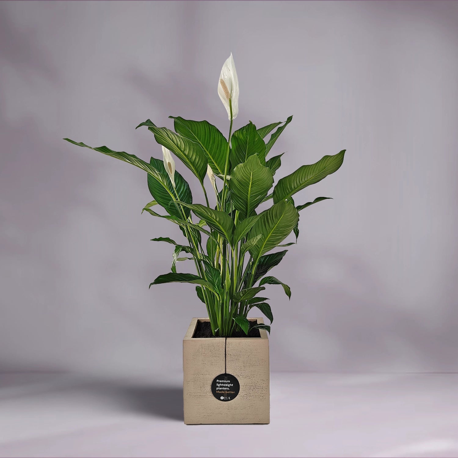Peace Lily 'Sensation' (Spathiphyllum 'Sensation') | Floor Plant, 80–100 cm - Acacia Garden Center