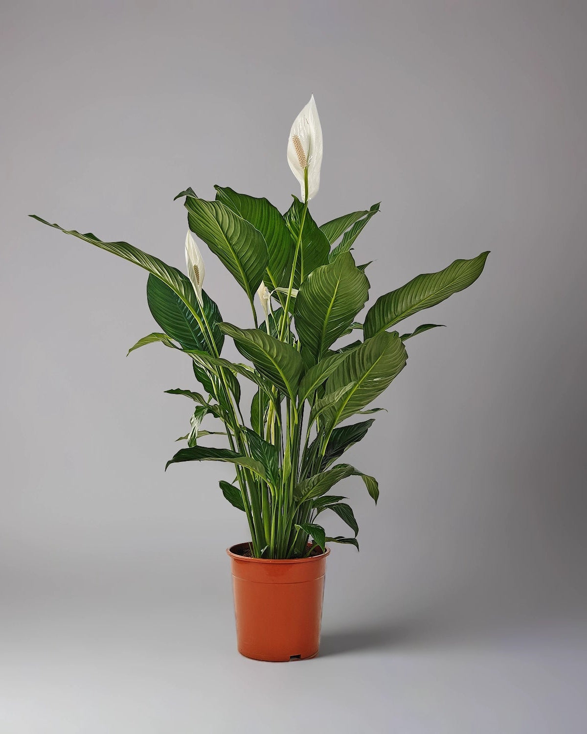 Peace Lily 'Sensation' (Spathiphyllum 'Sensation') | Floor Plant, 80–100 cm - Acacia Garden Center