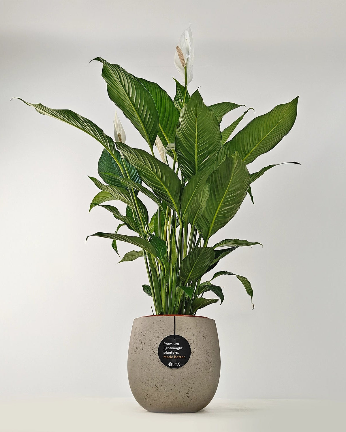 Peace Lily 'Sensation' (Spathiphyllum 'Sensation') | Floor Plant, 80–100 cm - Acacia Garden Center