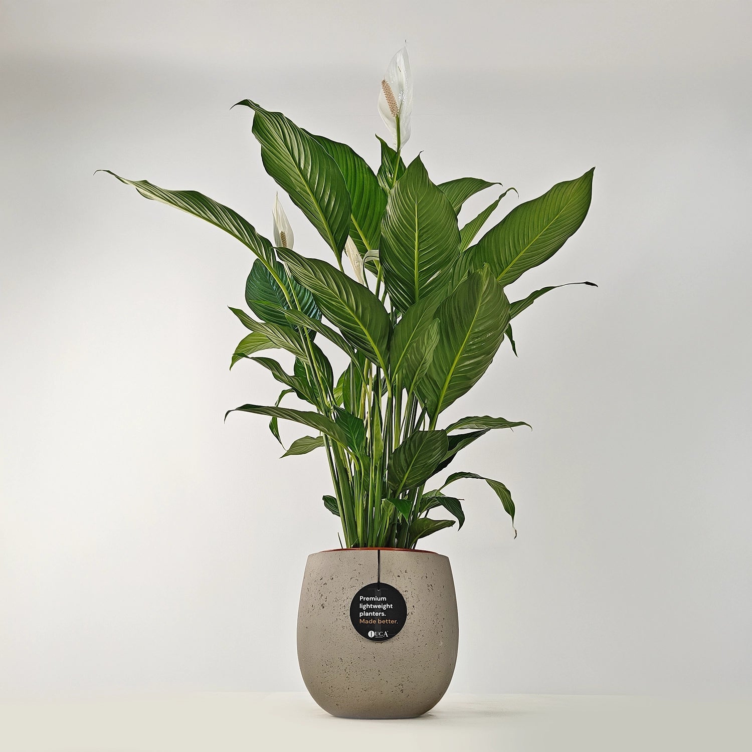 Peace Lily 'Sensation' (Spathiphyllum 'Sensation') | Floor Plant, 80–100 cm - Acacia Garden Center