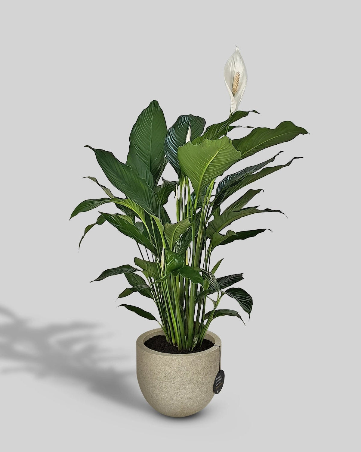 Peace Lily 'Sensation' (Spathiphyllum 'Sensation') | Floor Plant, 80–100 cm - Acacia Garden Center