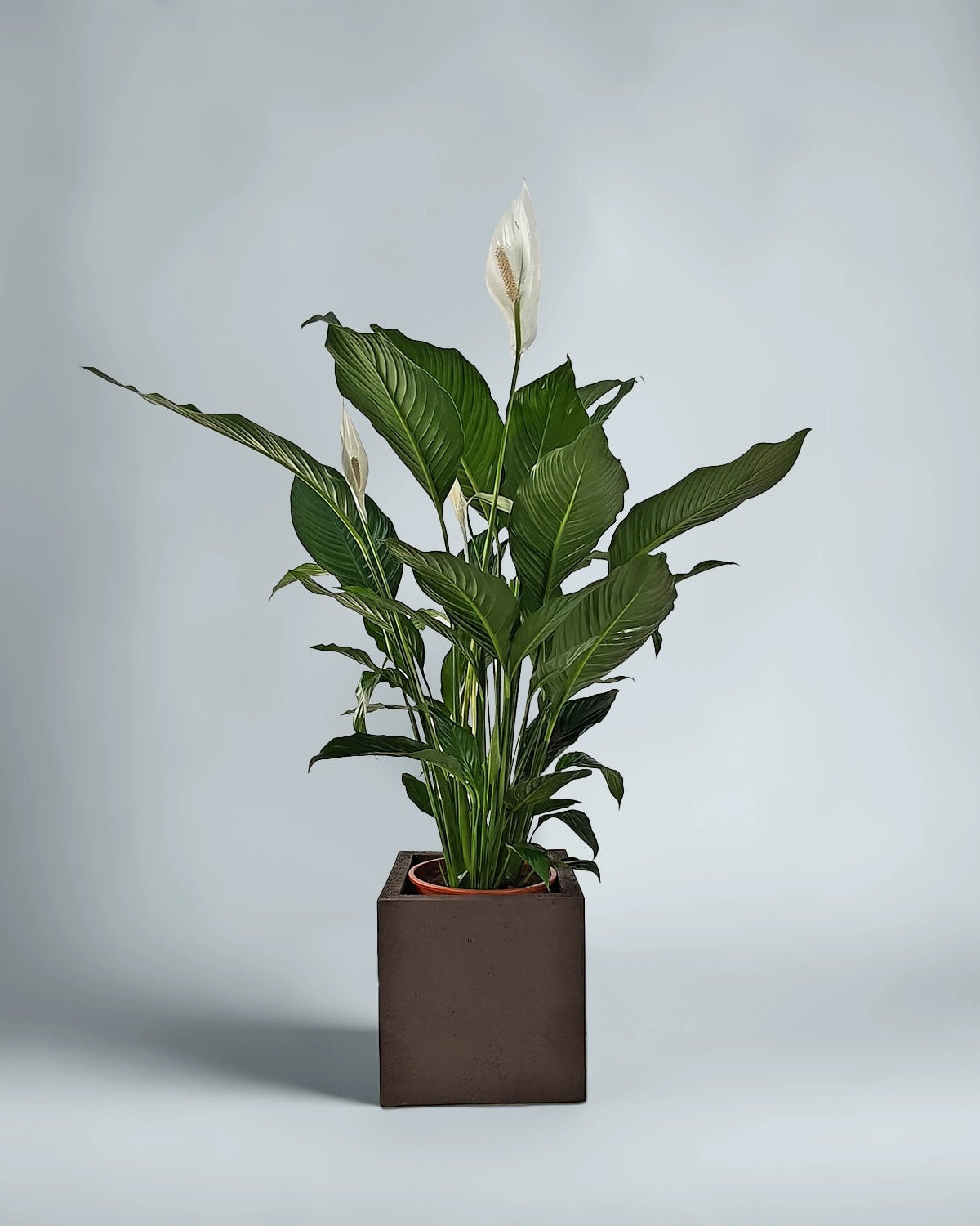 Peace Lily 'Sensation' (Spathiphyllum 'Sensation') | Floor Plant, 80–100 cm - Acacia Garden Center