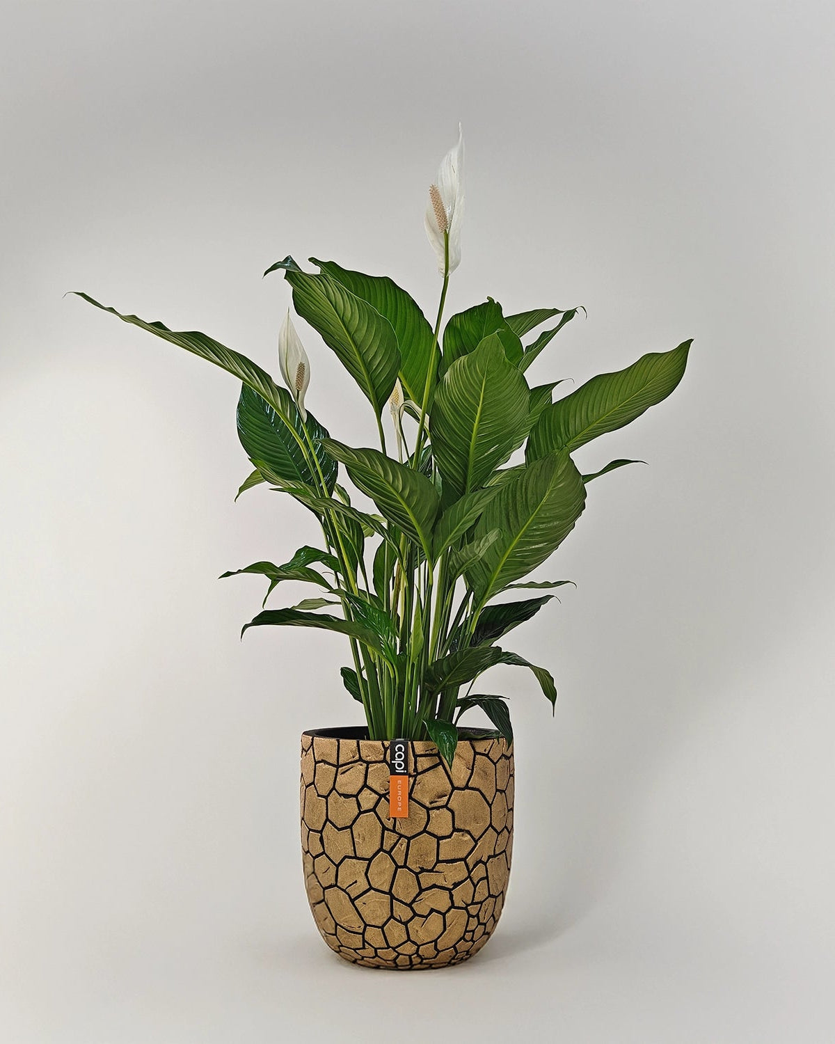 Peace Lily 'Sensation' (Spathiphyllum 'Sensation') | Floor Plant, 80–100 cm - Acacia Garden Center