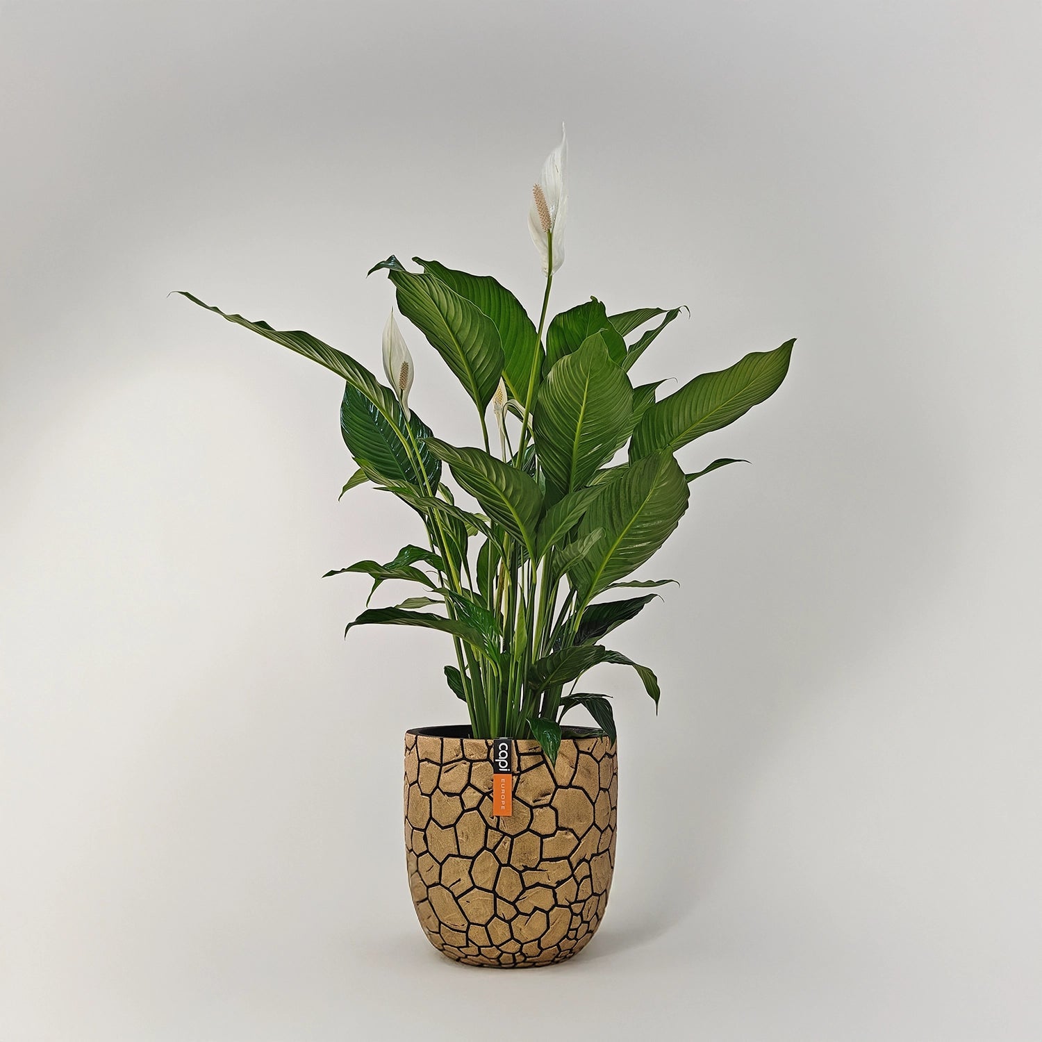Peace Lily 'Sensation' (Spathiphyllum 'Sensation') | Floor Plant, 80–100 cm - Acacia Garden Center