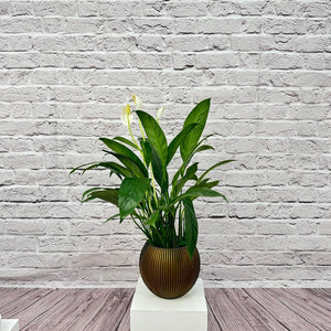 Peace Lily (Spathiphyllum sweet chico) | 50 - 60 cm - Acacia Garden Center