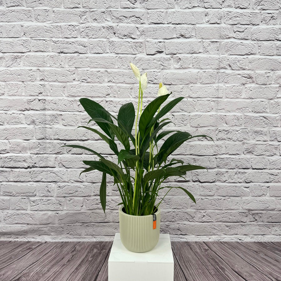 Peace Lily (Spathiphyllum sweet chico) | 50 - 60 cm - Acacia Garden Center