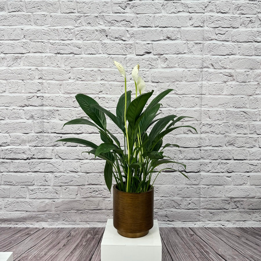 Peace Lily (Spathiphyllum sweet chico) | 50 - 60 cm - Acacia Garden Center