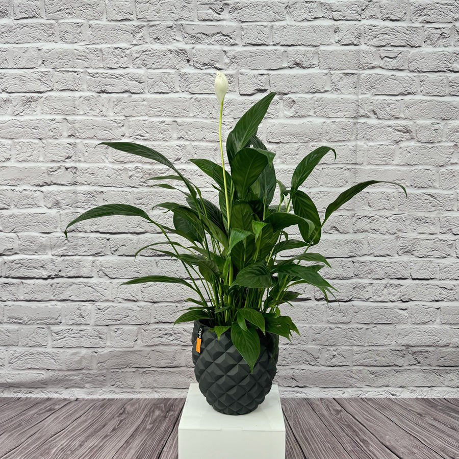 Peace Lily (Spathiphyllum sweet chico) | 50 - 60 cm - Acacia Garden Center
