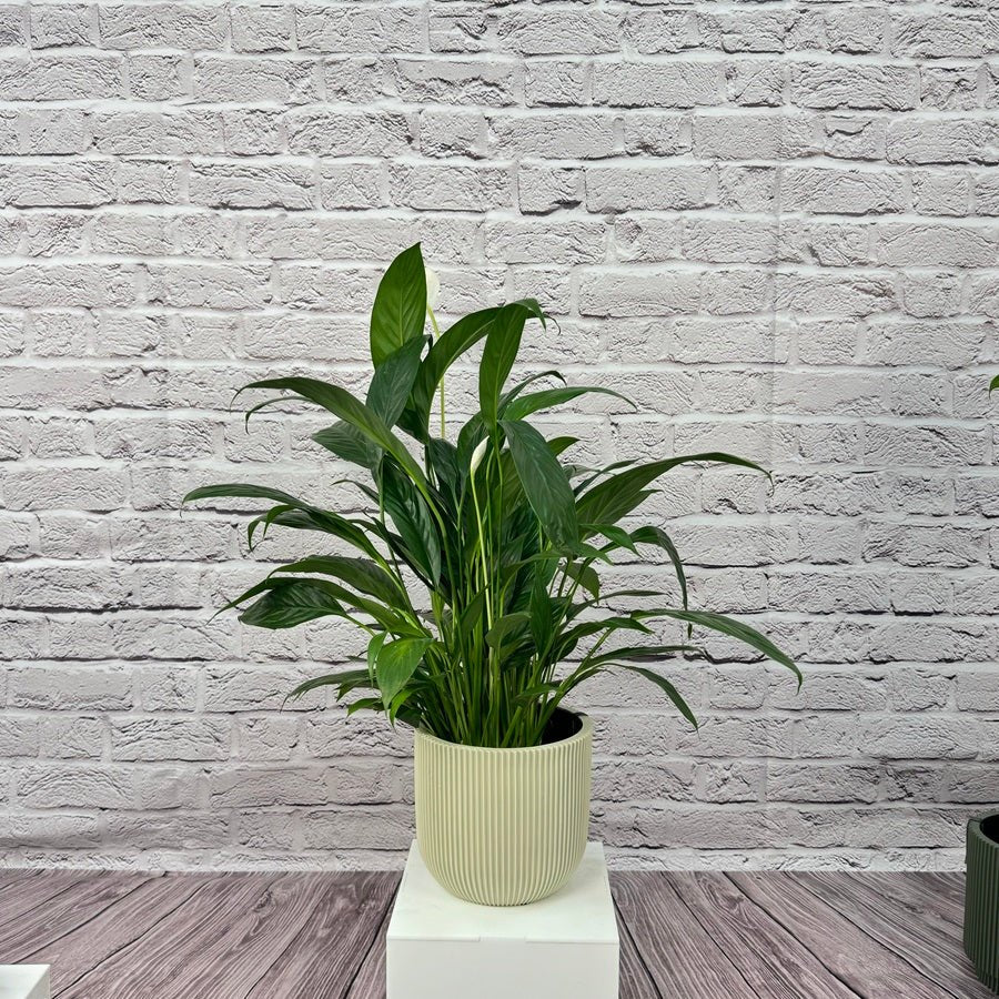Peace Lily (Spathiphyllum sweet chico) | 50 - 60 cm - Acacia Garden Center