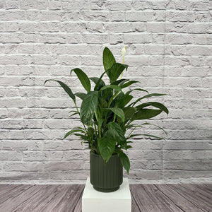 Peace Lily (Spathiphyllum sweet chico) | 50 - 60 cm - Acacia Garden Center
