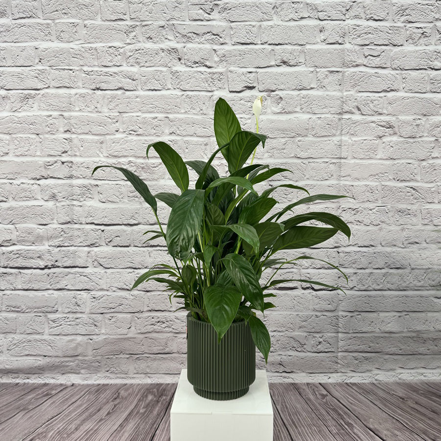 Peace Lily (Spathiphyllum sweet chico) | 50 - 60 cm - Acacia Garden Center