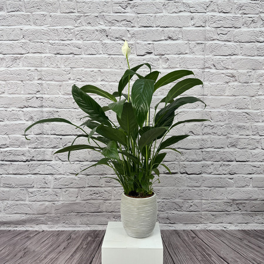 Peace Lily (Spathiphyllum sweet chico) | 50 - 60 cm - Acacia Garden Center