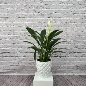 Peace Lily (Spathiphyllum sweet chico) | 50 - 60 cm - Acacia Garden Center