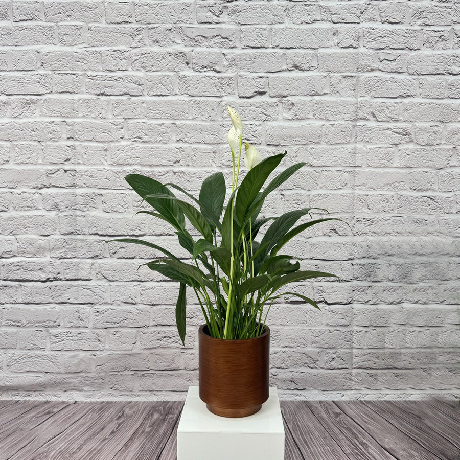 Peace Lily (Spathiphyllum sweet chico) | 50 - 60 cm - Acacia Garden Center