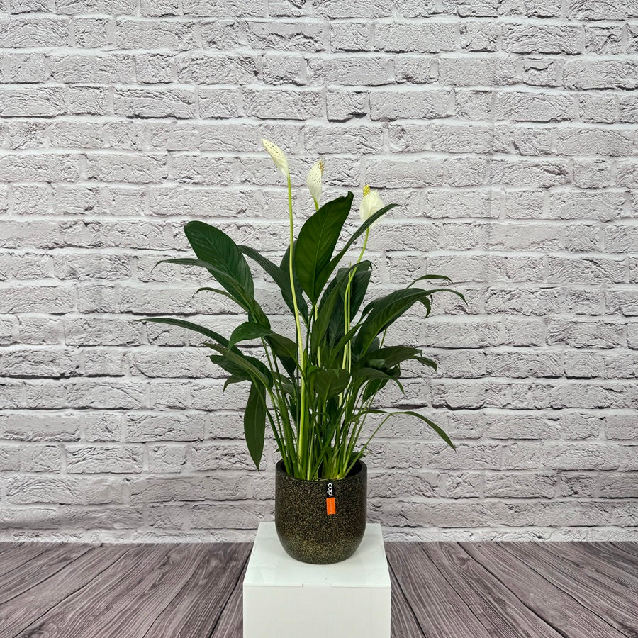 Peace Lily (Spathiphyllum sweet chico) | 50 - 60 cm - Acacia Garden Center