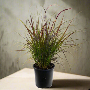 Pennisetum Setaceum| African Fountain Grass| Tender Fountain Grass | 10 - 20cm - Acacia Garden Center