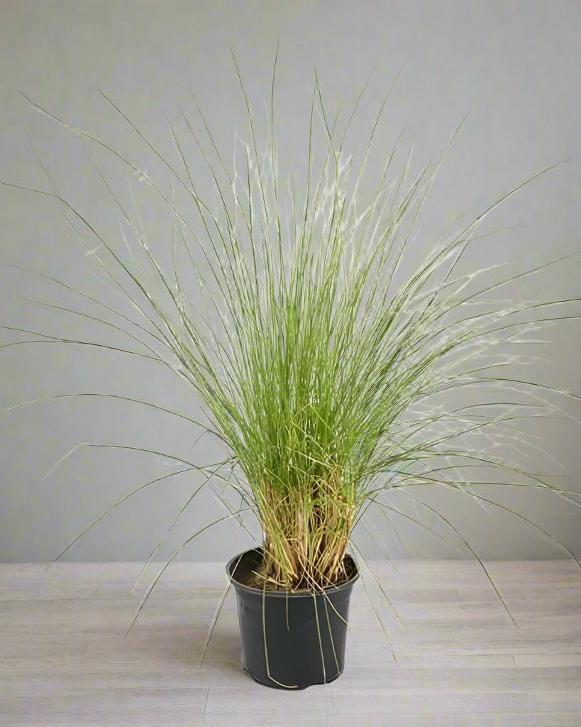 Pennisetum Setaceum| African Fountain Grass| Tender Fountain Grass | 10 - 20cm - Acacia Garden Center