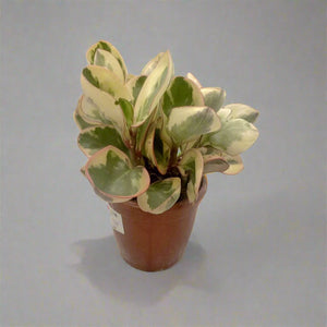 Peperomia Angulata (Peperomia quadrangularis) | 10 - 15 cm - Acacia Garden Center
