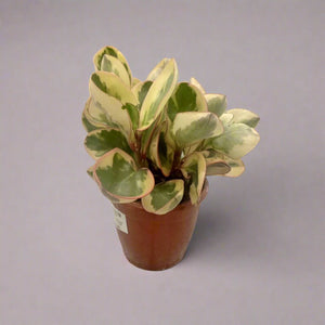 Peperomia Angulata (Peperomia quadrangularis) | 10 - 15 cm - Acacia Garden Center
