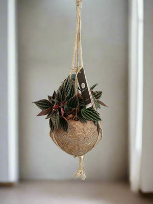 Peperomia Caperata (Emerald ripple) - Acacia Garden Center