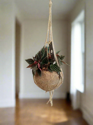 Peperomia Caperata (Emerald ripple) - Acacia Garden Center