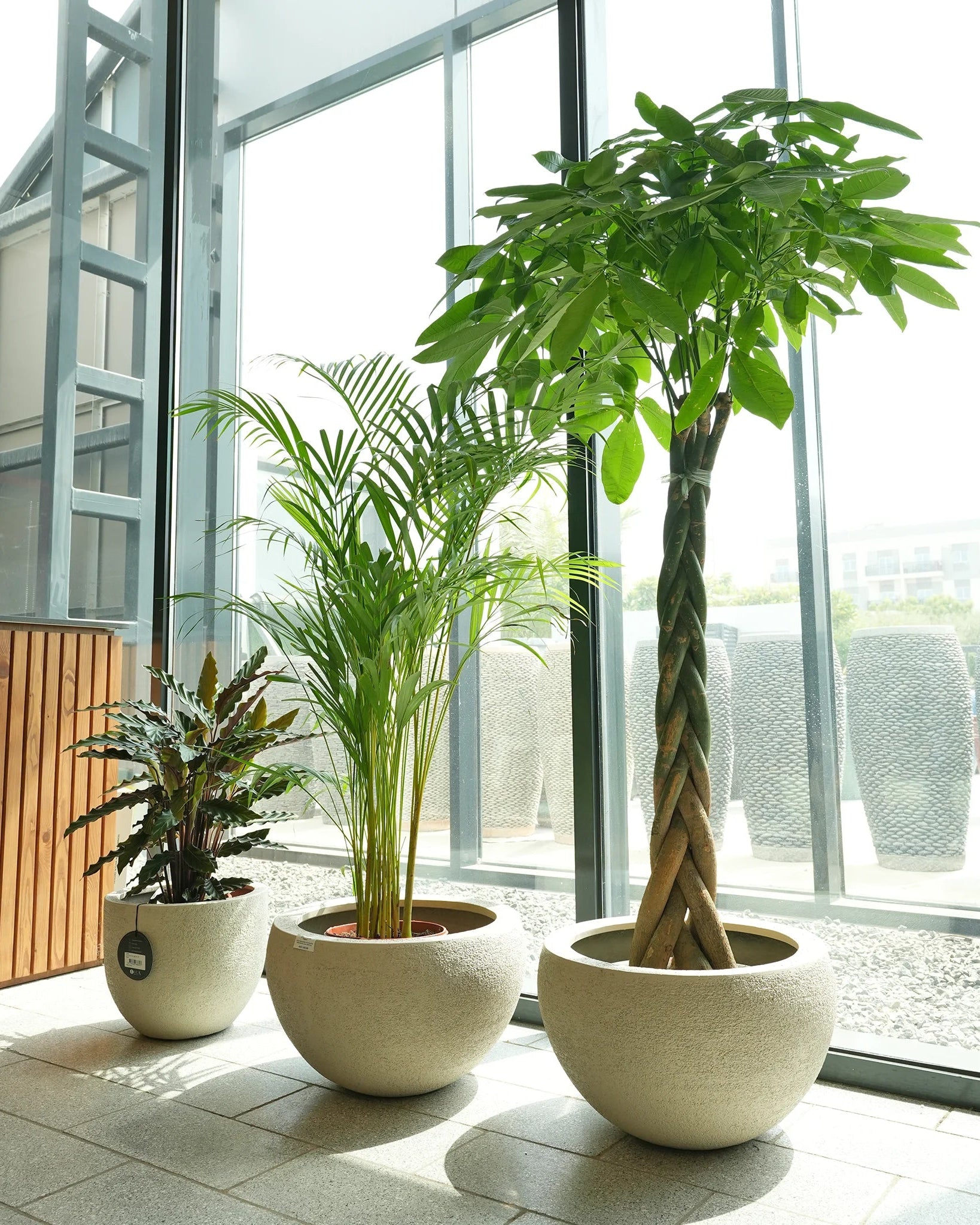 Pet Friendly Plants Bundle - Acacia Garden Center