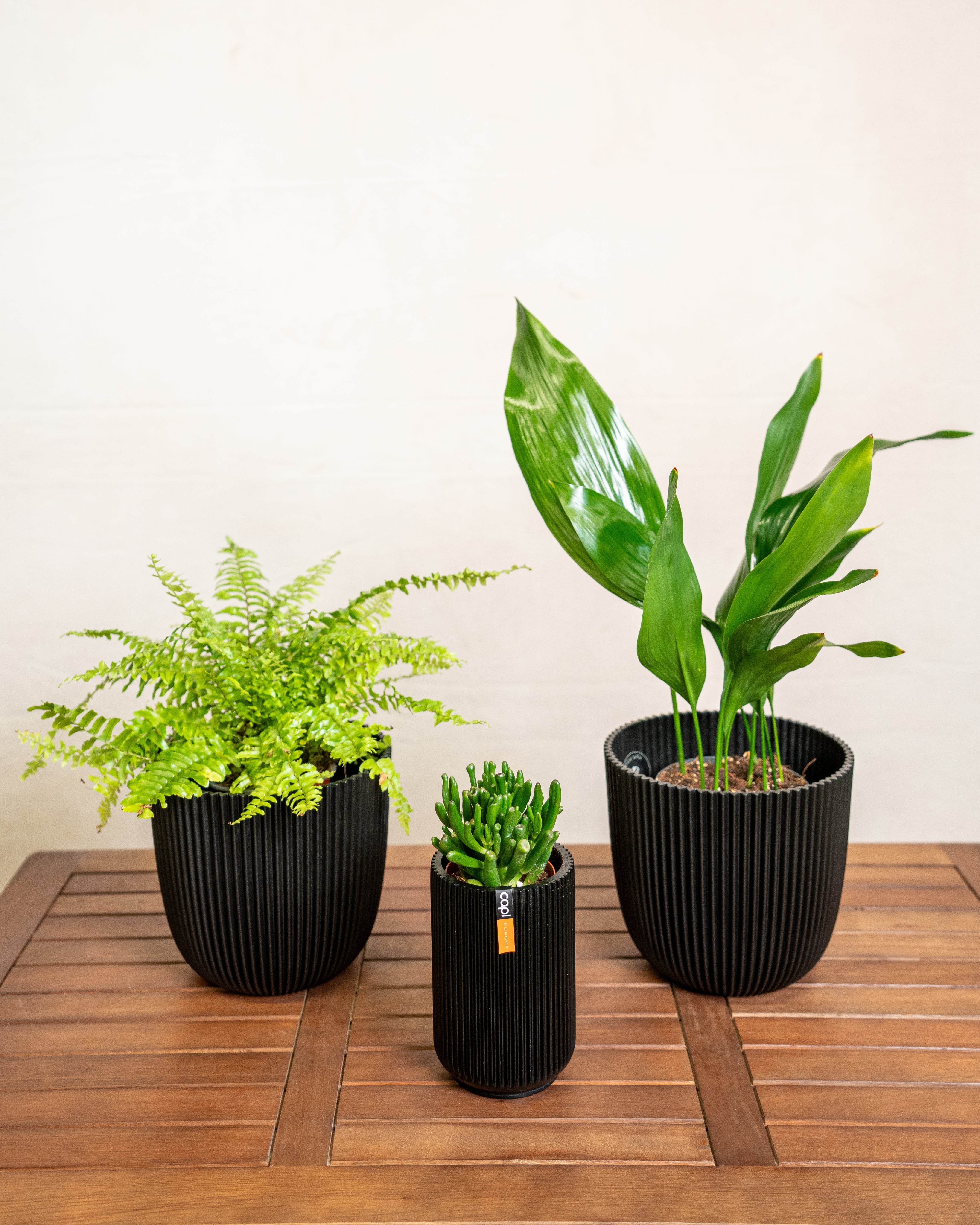 Pet Friendly Set - Acacia Garden Center