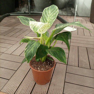 Philodendron Birkin (White wave or Birkin white) | 15 - 20cm - Acacia Garden Center