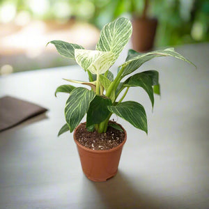 Philodendron Birkin (White wave or Birkin white) | 15 - 20cm - Acacia Garden Center
