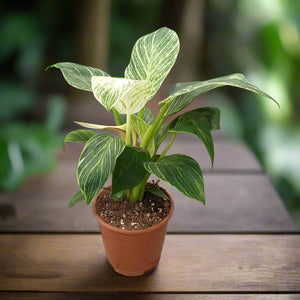Philodendron Birkin (White wave or Birkin white) | 15 - 20cm - Acacia Garden Center