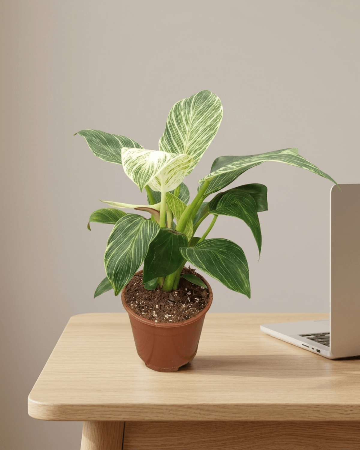 Philodendron Birkin (White wave or Birkin white) | 15 - 20cm - Acacia Garden Center