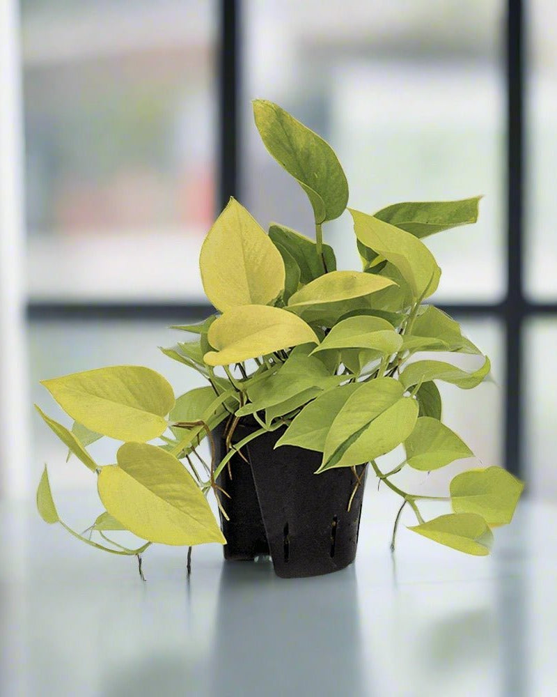 Philodendron Neon Gold (Philodendron) | Starter, 10–15 cm - Acacia Garden Center