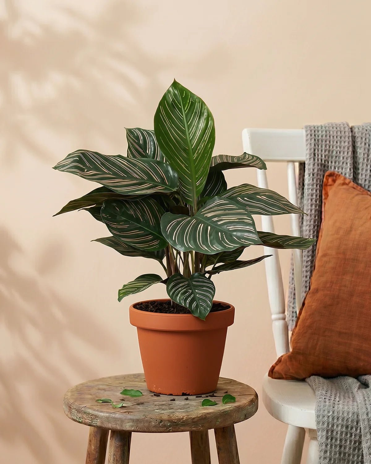 Pinstripe Calathea (Calathea ornata) | Potted, Dia. 50–60 cm - Acacia Garden Center