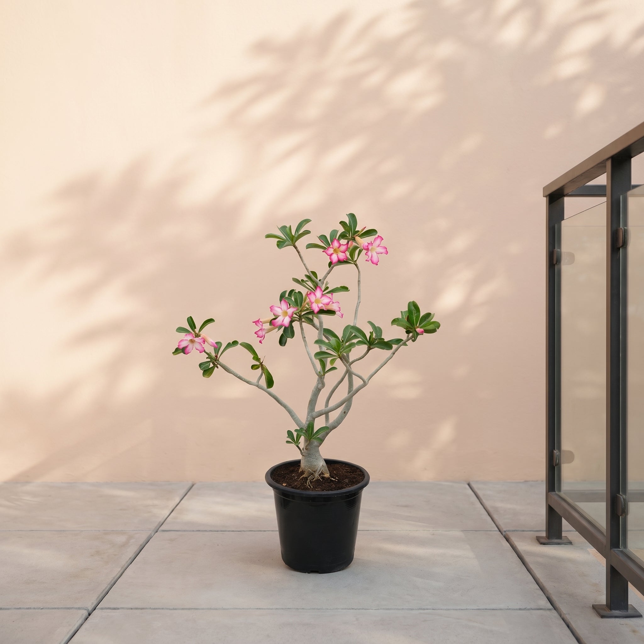 Desert Rose (Adenium obesum) | Sculptural Succulent, 40–50 cm / 60–70 cm / 90–100 cm