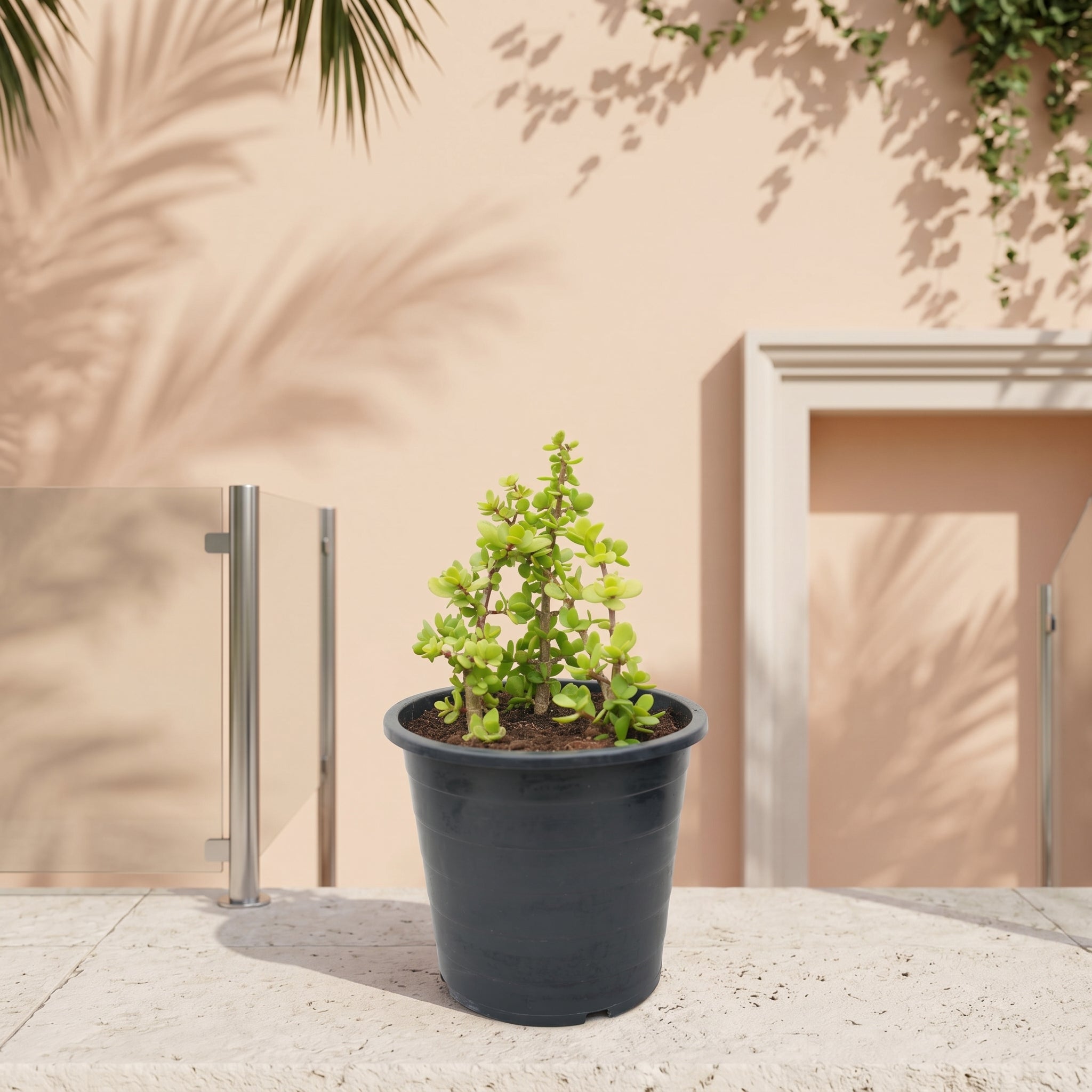 Jade Plant (Crassula ovata) | Lucky Plant, 20–30 cm