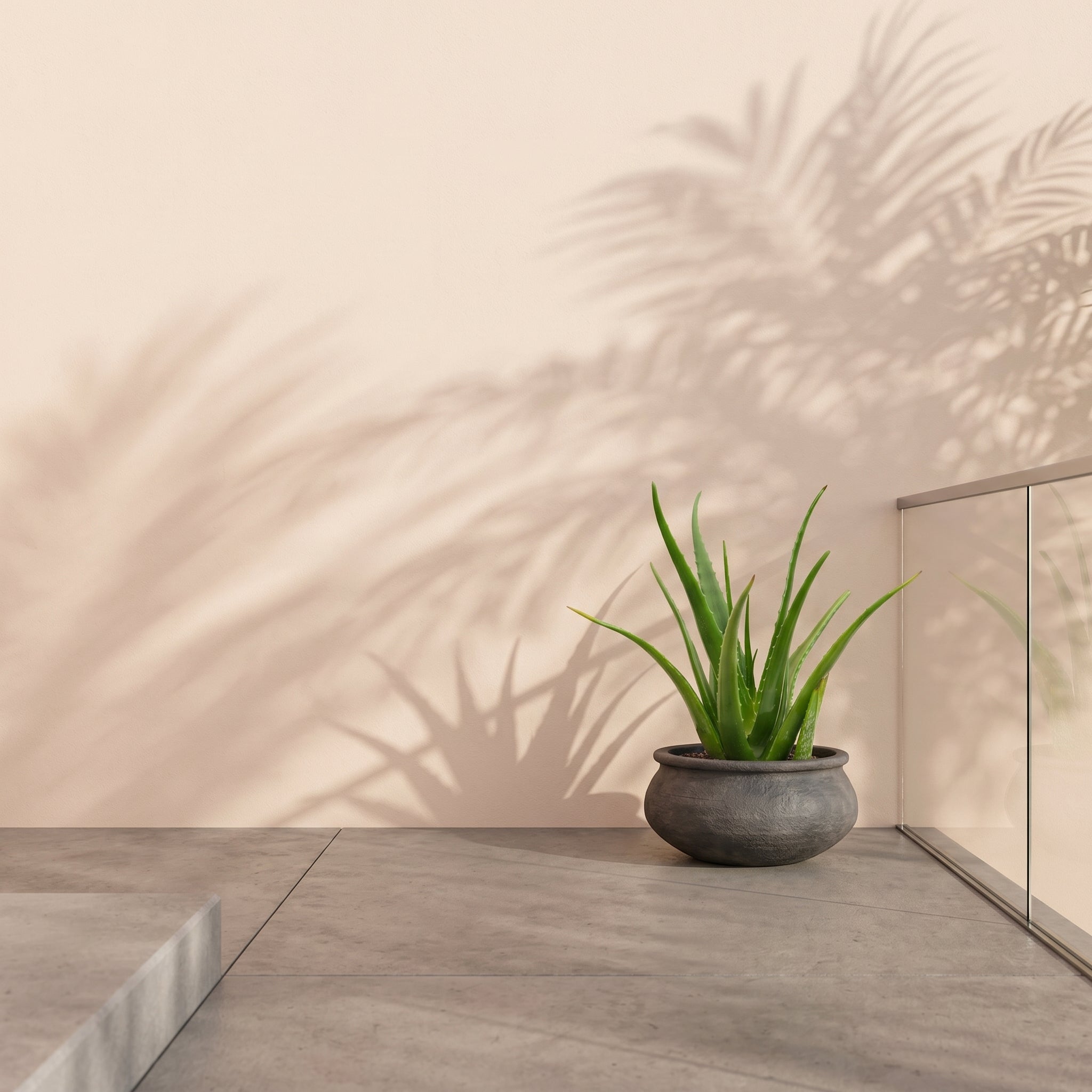 Aloe Vera (Aloe vera) | Medicinal Succulent, 50–60 cm