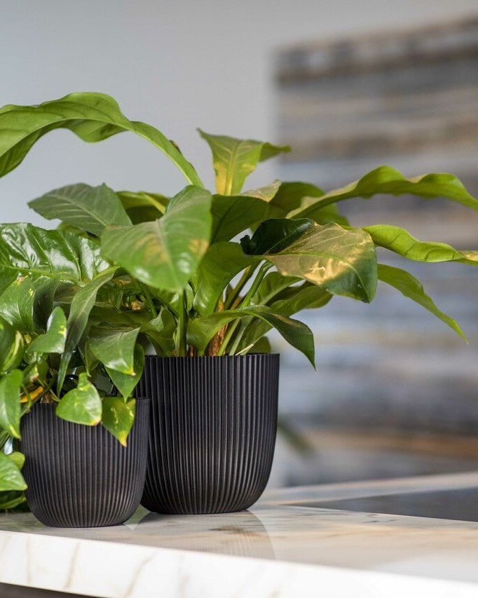 Planter Ball Groove - Acacia Garden Center